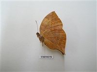 藏品(枯葉蛺蝶)的圖片